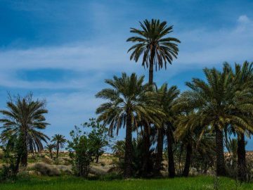 بوم گردی خلیج پارس سمنگان